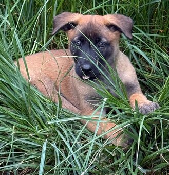 Belgický ovčák Malinois - 4