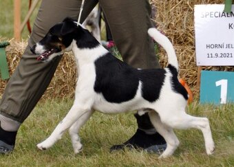 Foxterier hladkosrstý - 4