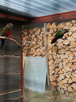 Agapornis Fishery - 4