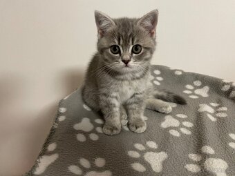 koťátko bez PP (kočička světlá) - 4