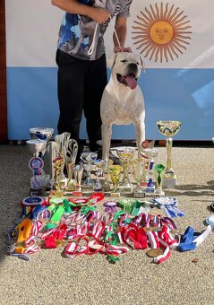 Argentinská doga štěňata PŘIJÍMÁME REZERVACE - 4