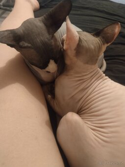 Kanadský sphynx - 4