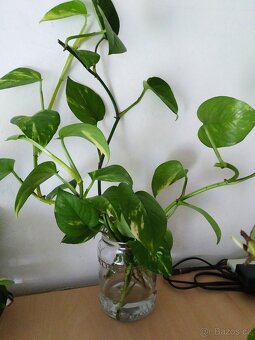 Řízky pothos / epipremnum - 4