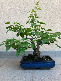 Bonsai, Bonsaj, jamadori, javor ginnala - 4