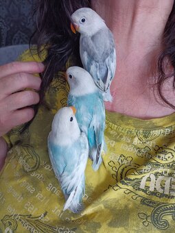 Agapornis Fishery - 4