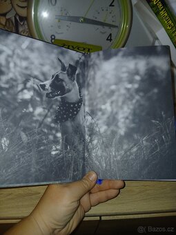 Gump-Pes, který naučil lidi žít - 4