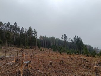 Prodej lesa na Šumavě - 4
