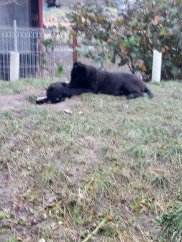 Německý ovčák - 4