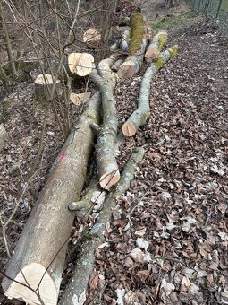 Palivové dřevo - 4