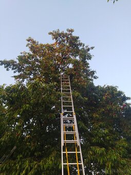 Třešně - 4