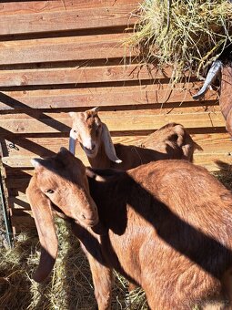 100%Anglonubijský kozlik - 4