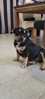 American Bully Pocket - Standart fenka - 4