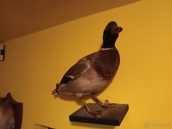 Vycpaná zvířata - 4