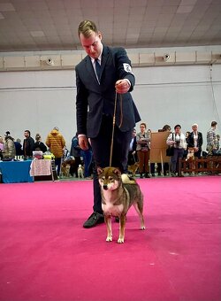 SHIBA štěňata k rezervaci - 4