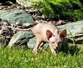 Kanadská Sphynx - 4