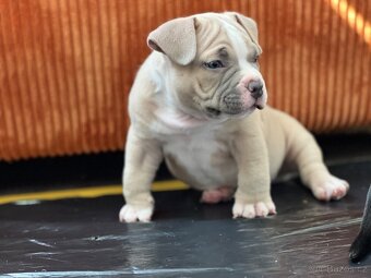 American Bully pocket - 4