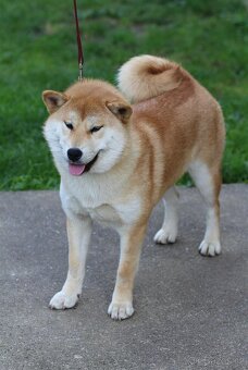 Shiba Inu s PP FCI - 4