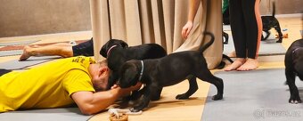 Cane Corso s PP (FCI) - 4