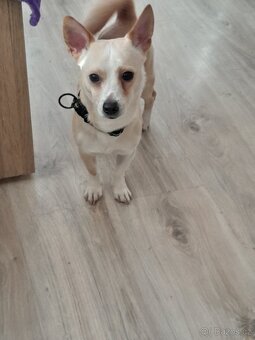 Prodám roční stěně - 4