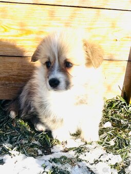 Welsh corgi pembroke s PP (FCI) - 4