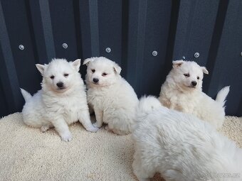 Štěňata-Německý špic střední - 4