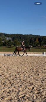 Prodám nadějnou A1/1 klisnu - 4