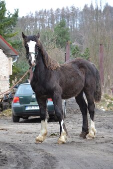Welsh cob - hříbata 2025 - 4