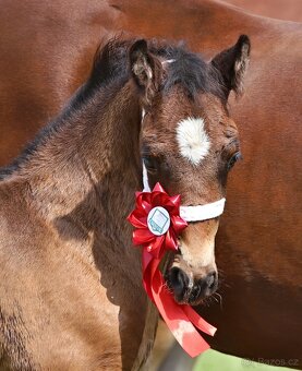 Prodám hřebce Welsh cob D - PŘÍZNIVÁ CENA - 4