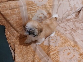 Shih-tzu, shi tzu, šicu štěně štěňátka - 4