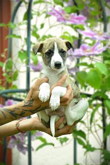 Whippet s PP - 4