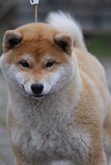 Shiba Inu s PP FCI - 4