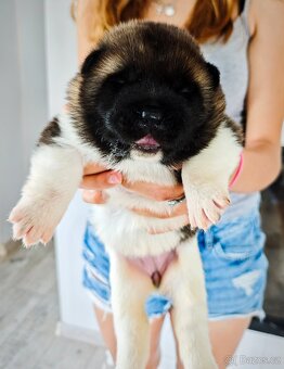 Akita americka - 4