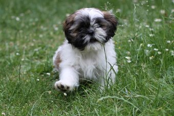 Shih-tzu, Shih tzu, si cu bez pp - 4