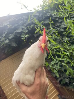 Letošní kohoutci - plemene Leghorn - 4