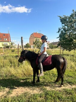 Pony klisna - 4