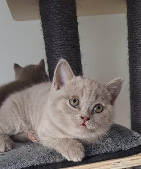 Krasna britská kratkosrstna koťata bez PP - 4