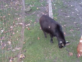 Holandska zakrslá Koza - 4