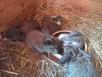 Prodám zakrslé králíčky beránka - 4