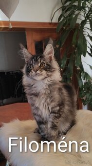 Mainská mývalí koťátka s PP - 4