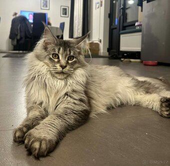 Maine coon,  mainská mývalia s PP - kocúrik - 4