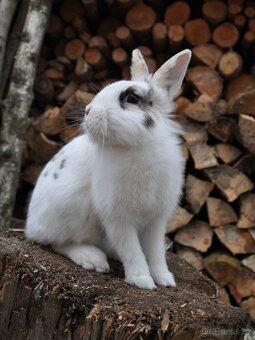 Králičí holčička - 4