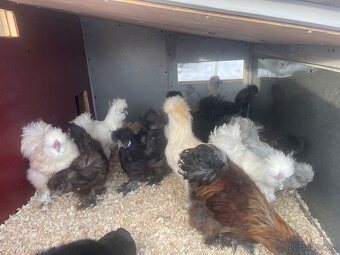 Kohout Hedvabnicky velké - 4