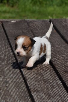 Jack Russell teriér s PP - fenka RESERVED - 4