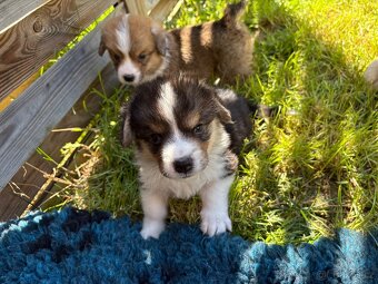 Welsh Corgi Pembroke - 4