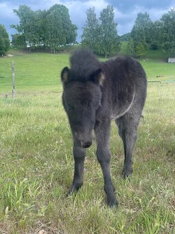 shetland pony s PP - 4