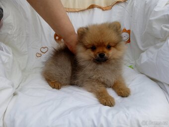 POMERANIAN - 4