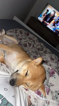 Shiba Inu - 4