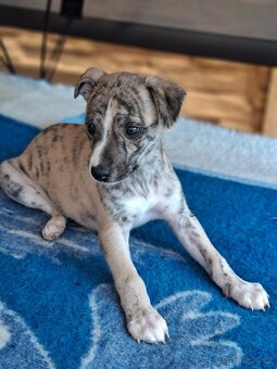 vipet/whippet štěňátka - 4