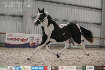 Charakterní kobylka 4 roky - Barock pinto - 4