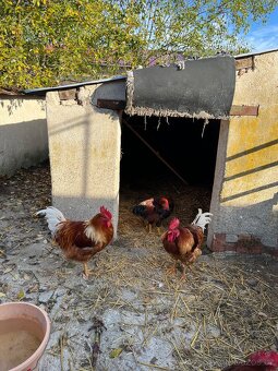 Kohouti na prodej - 4